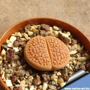 Lithops hookeri C336 (vermiculate Form) 45km SSW of Prieska, Cape Province