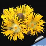 Pleiospilos compactus