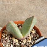 Pleiospilos compactus ssp. canus LIN 154\84 E. Willowmore