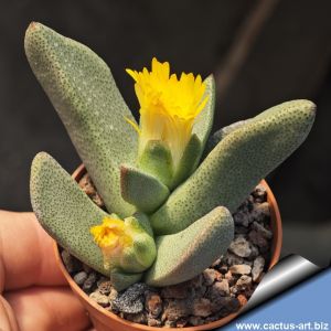 Pleiospilos compactus ssp canus LIN 154\84 E. Willowmore