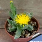 Stomatium murinum RW 63 Bonekraal
