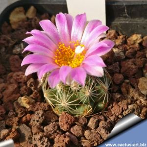 Escobaria hesteri JL553