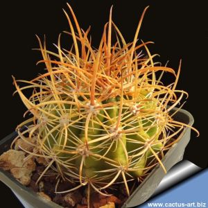 Ferocactus viridiscens subsp. littoralis (amber-yellow spines)