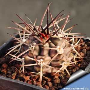 Gymnocalycium pungens