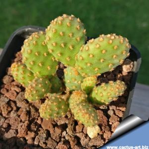 Opuntia rufida f. minima