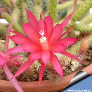 Aporocactus martianus