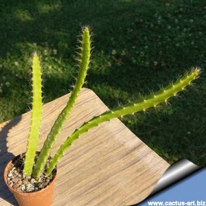Aporophyllum hybrid