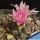 Turbinicarpus laui MZ 649 El Tepozan, San Luis Potosi, Mexico