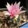 Turbinicarpus laui MZ 649 El Tepozan, San Luis Potosi, Mexico