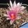 Turbinicarpus laui MZ 649 El Tepozan, San Luis Potosi, Mexico