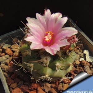 Turbinicarpus laui MZ649 El Tepozan, San Luis Potosi, Mexico
