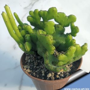 Euphorbia leucodendron cristata