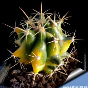 Ferocactus horridus v. variegatus