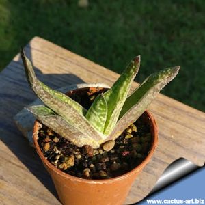 Gasteria carinata Jhamsberg