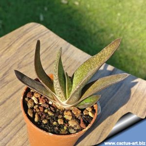 Gasteria disticha v. vittata