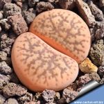 Lithops pseudotruncatella v. elisabethiae C187 TL 55km East-South-East of Otjiwarongo, Namibia