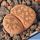 Lithops pseudotruncatella v. elisabethiae C187 TL 55km East-South-East of Otjiwarongo, Namibia