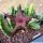 Stapelia hybrid grandiflora x hyrsuta