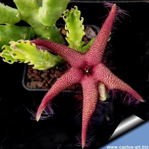 Stapelia hybrid grandiflora x hyrsuta