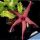 Stapelia hybrid grandiflora x hyrsuta