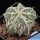 Astrophytum ornatum cv. FUKURYU HANYA (FUKURYU + HAKU-JO)
