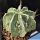 Astrophytum ornatum cv. FUKURYU HANYA (FUKURYU + HAKU-JO)