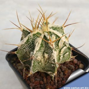Astrophytum ornatum cv. FUKURYU HANYA