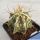 Astrophytum ornatum cv. FUKURYU HANYA (FUKURYU + HAKU-JO)