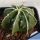 Astrophytum ornatum cv. FUKURYU HANYA "GREEN"