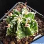 Astrophytum ornatum cv. FUKURYU HANYA "GREEN"