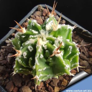 Astrophytum ornatum cv. FUKURYU HANYA "GREEN"