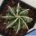 Astrophytum ornatum cv. FUKURYU HANYA "GREEN"