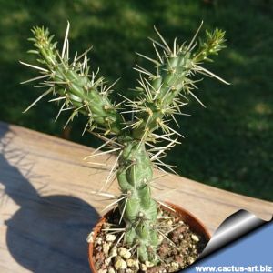 Cylindropuntia whipplei SB1813 La Boca, Colorado, USA