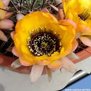 Lobivia jajoiana "Yellow with black throat"