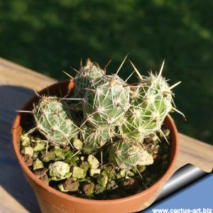 Tephrocactus lagopus astogyl