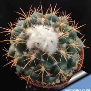 Coryphantha sulcata fa.