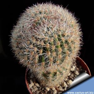 Lobivia aurea f. mostruosa (dichotomic crested)