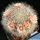 Mammillaria bocasana