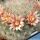 Mammillaria bocasana