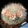 Mammillaria bocasana