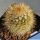 Mammillaria hubert muelleri