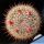 Mammillaria hubert muelleri