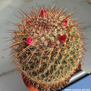 Mammillaria hubert muelleri