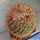 Mammillaria hubert muelleri