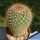 Mammillaria hubert muelleri