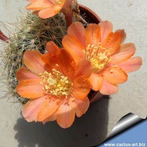 Rebutia buiningiana