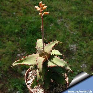 Aloe castillionae Madagascar