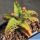 Aloe castillionae Madagascar