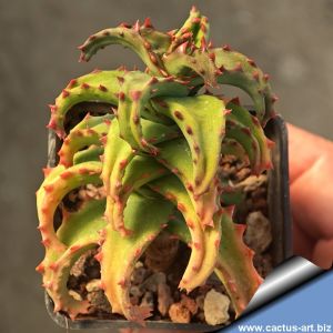 Aloe castilloniae Madagascar