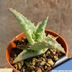 Aloe castillionae Madagascar